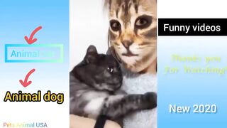 Cute pets And funny videos animal compilation  #19