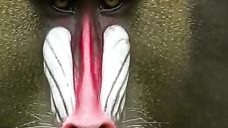 Mandril