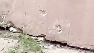 Cat video fun