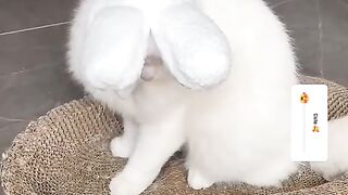 Cat fun video 2