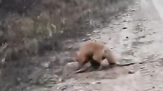 Renard en danger