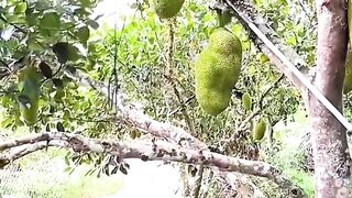 Jackfruit 5