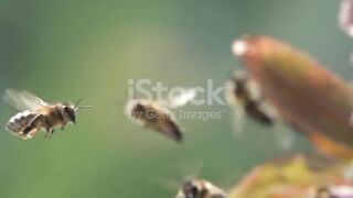 honey bee 2