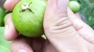 Buah langka dan unik