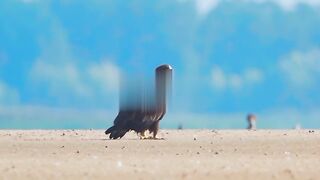 Eagle 14