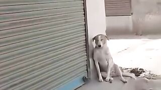 Funny videos funny 8