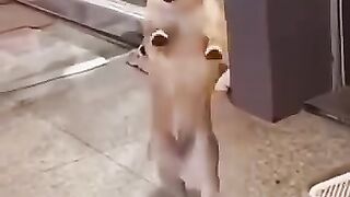 Funny pets 15
