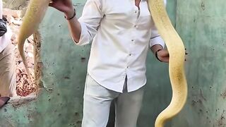 اضخم تعبان