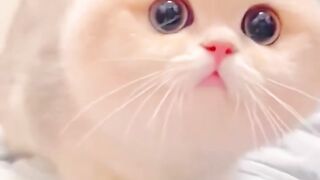 احلي قطط