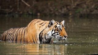 tiger 5