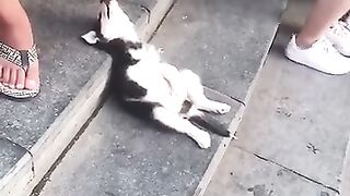 Chiens paresseux