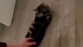Funny videos???? funny videos from funny for free for free to f