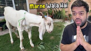 Mera Qurbani Ka Bakra Marne Wala Hai ???? | Kuku Beemaar Ho Geya ???? | Need Prayers ????????