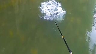Amazing moment big fish‼️????