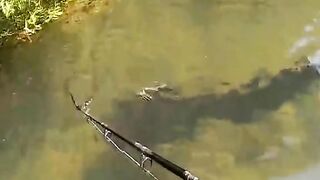 Do you like fish‼️????
