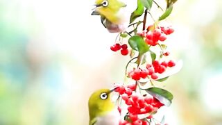 Beautiful birds Eating