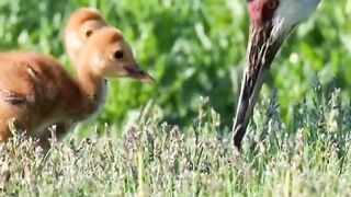Mombird feed her kids