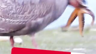 Sea bird eating Fish