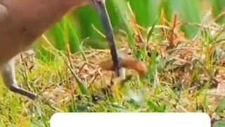 Bird feeding her chicks