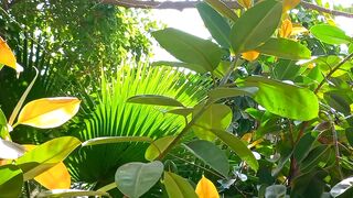 4K HDR || Heal the Mind Nature || Beautiful Scenery || Beautiful Relaxing || Febspot Video