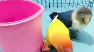 Parrots training.