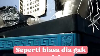 Kucing superman