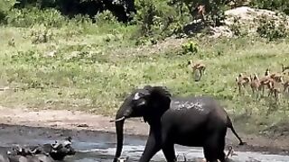 Mischievous elephant loves chasing all the other animals around