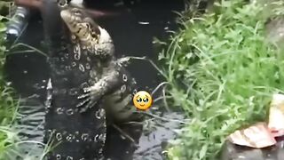 Hewan juga romantis ko, masa kmu ???