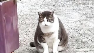 The hair ball cat