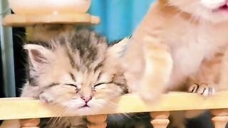 Cute cat drink milk