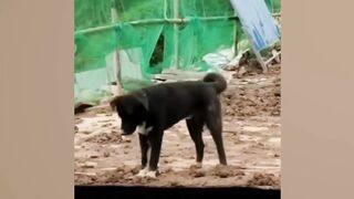 New Funny Animals 2024 ???? Funniest Cats and Dogs Videos ???? Unbelievable: Dog Uses Automatic Auto Fat-Shaking Service
