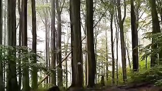 Hutan