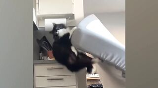 New Funny Animals 2024 ???? Funniest Cats and Dogs Videos ????