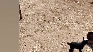 New Funny Animals 2024 ???? Funniest Cats and Dogs Videos ???? 2