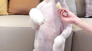 funny dog videos try not to laugh talking 3