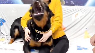 funny animal videos 2024
