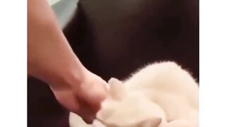 Human what are you doing?