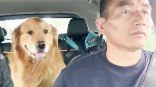 funny dog videos try not to laugh talking 4