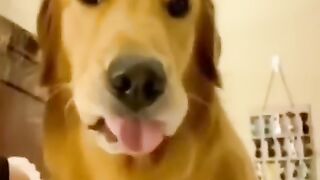 New Funny Animals 2024 ???? Funniest Cats and Dogs Videos