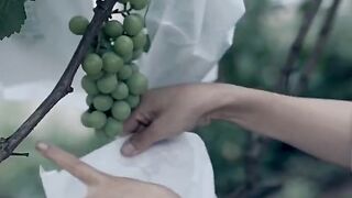 GRAPE WINE