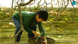 GRAPE WINE 3