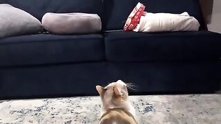Funny Cat videos ????