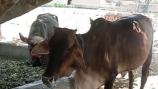Village life #febspot#viral#trendingshorts