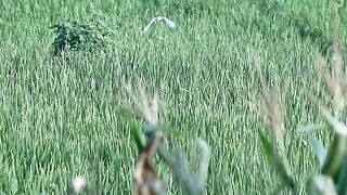 Kudzu