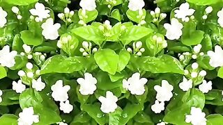 plants #lover#planting #greenry #like #share