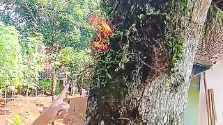 Old trees emit fire