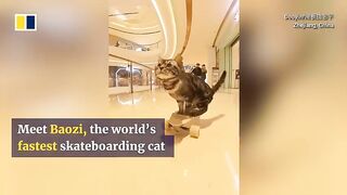 Skateboarding cat in China breaks Guinness world record