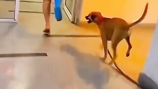 Funny video