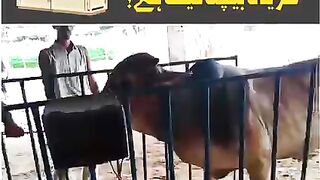 Wazan kar ke Jaanwar Khareedna kaisa hai