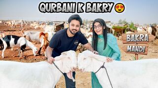 FINALLY QURBANI KY BAKRY LY LIYE ???????? | Kasur Ki Bakra Mandi Phounch Gaye ♥️